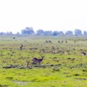 BWA NW Chobe 2016DEC04 River 049 : 2016, 2016 - African Adventures, Africa, Botswana, Chobe River, Date, December, Month, Northwest, Places, Southern, Trips, Year
